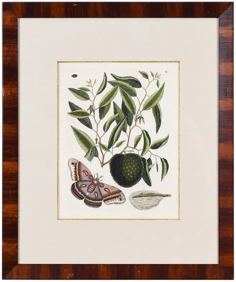 Mark Catesby, Cecropia Moth, 1754, hand colored etching on laid paper with "IHS Ivilledary" watermark
