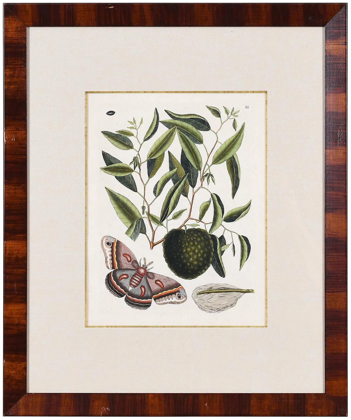 Cecropia Moth by Mark Catesby, 1754, hand colored etching on laid paper with "IHS Ivilledary" watermark, sold Sep 2026