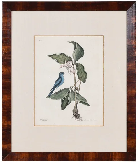 Mark Catesby, The Blew Linnet, 1731-1743, hand colored engraving on laid paper with IV watermark
