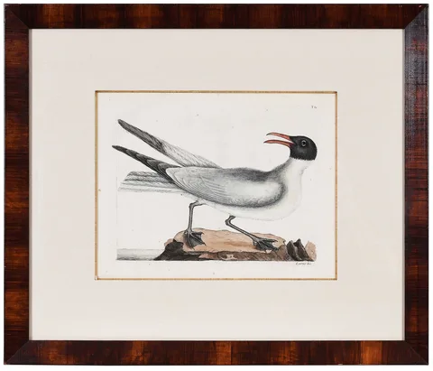 Mark Catesby, The Laughing Gull, 1731-1743, hand colored engraving on laid paper with "IV" watermark