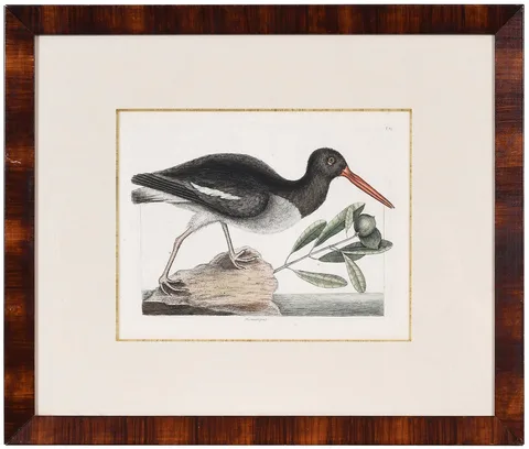 Mark Catesby, The Oyster Catcher, 1731-1743, hand colored etching on laid paper