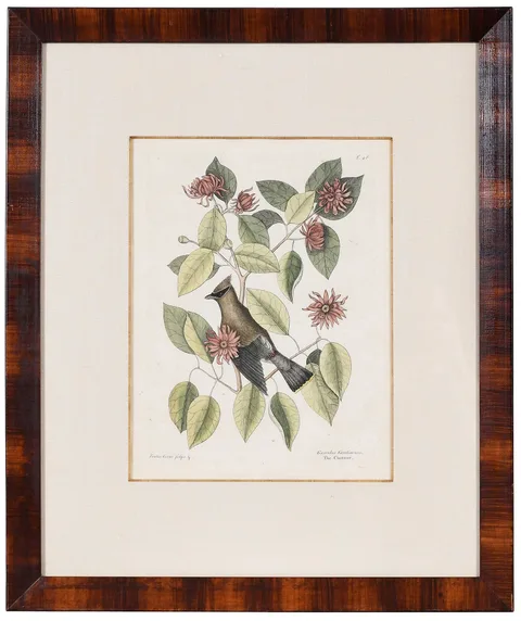 Mark Catesby, The Chatterer, 1731-1743, hand colored engraving on laid paper with Strasburg Lily "4W" pendant watermark