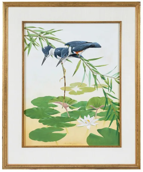 Athos Menaboni, Belted Kingfisher, watercolor on illustration board