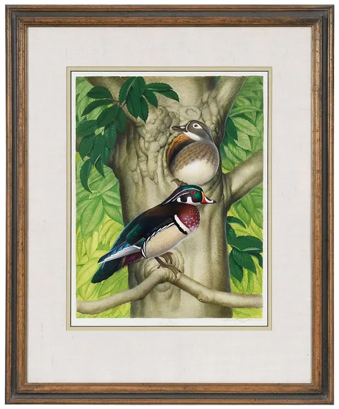 Athos Menaboni, Wood Duck Pair, watercolor on illustration board