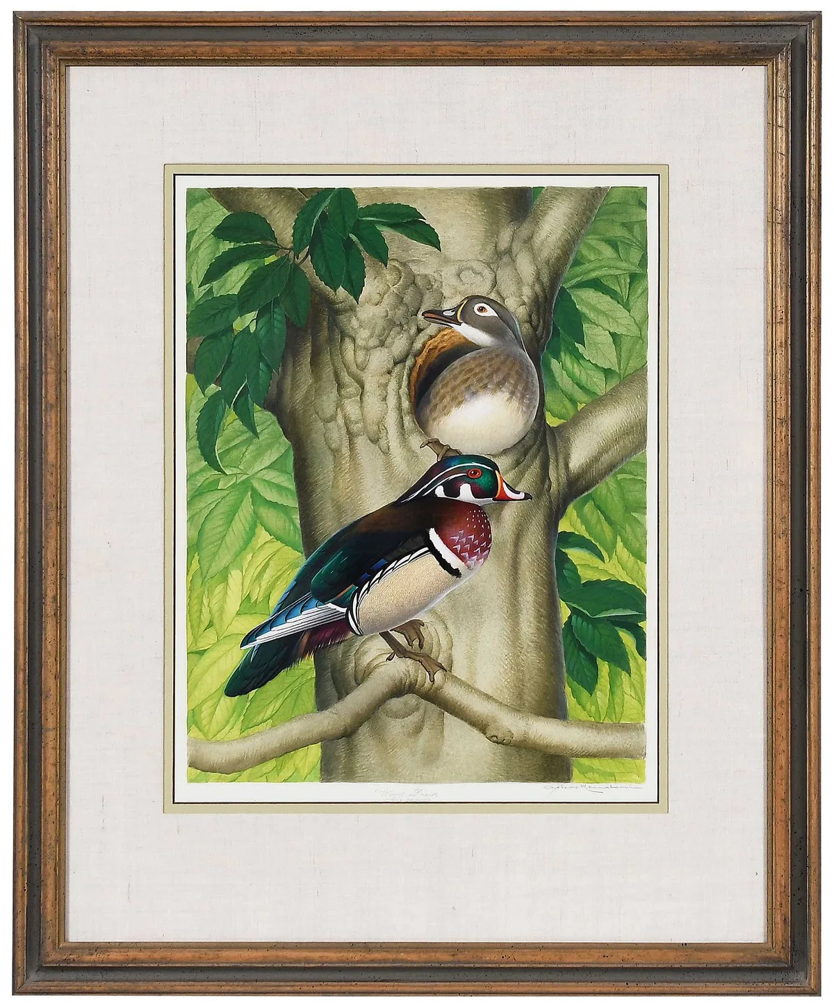 Athos Menaboni, Wood Duck Pair, watercolor on illustration board