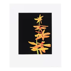 Jonas Wood, Untitled, 2015, Two screenprints in colors on wove paper