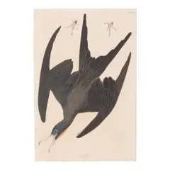 John James Audubon, Magnificent Frigatebird, pl. CCLXXII, 1835, Engraving with etching, aquatint and hand-coloring on J. Whatman paper, from the Robert Havell edition