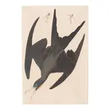 John James Audubon, Magnificent Frigatebird, pl. CCLXXII, 1835, Engraving with etching, aquatint and hand-coloring on J. Whatman paper, from the Robert Havell edition