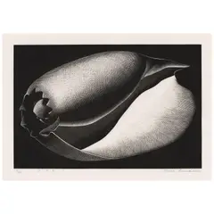 Paul Landacre, Shell (Wien 160, Zeitlin & Ver Brugge 50), 1935, Wood engraving on japon paper