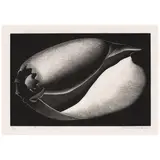 Paul Landacre, Shell (Wien 160, Zeitlin & Ver Brugge 50), 1935, Wood engraving on japon paper