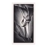 Paul Landacre, Growing Corn (Wien 209, Zeitlin & Ver Brugge 90), 1938, Wood engraving on japon paper