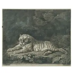 John Dixon, A Tigress, mezzotint