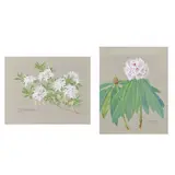 Rhododendron Viscosum by Rt. Hon. Sir Herbert Maxwell, 7th Bt. of Monreith, Kt, Pc, Jp, Dl, Frs, watercolour, sold Jul 2026