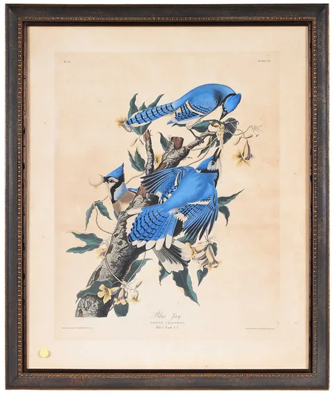 John James Audubon, Blue Jay, 1830, hand colored aquatint and engraving of wove paper with "J. Whatman 1830" watermark