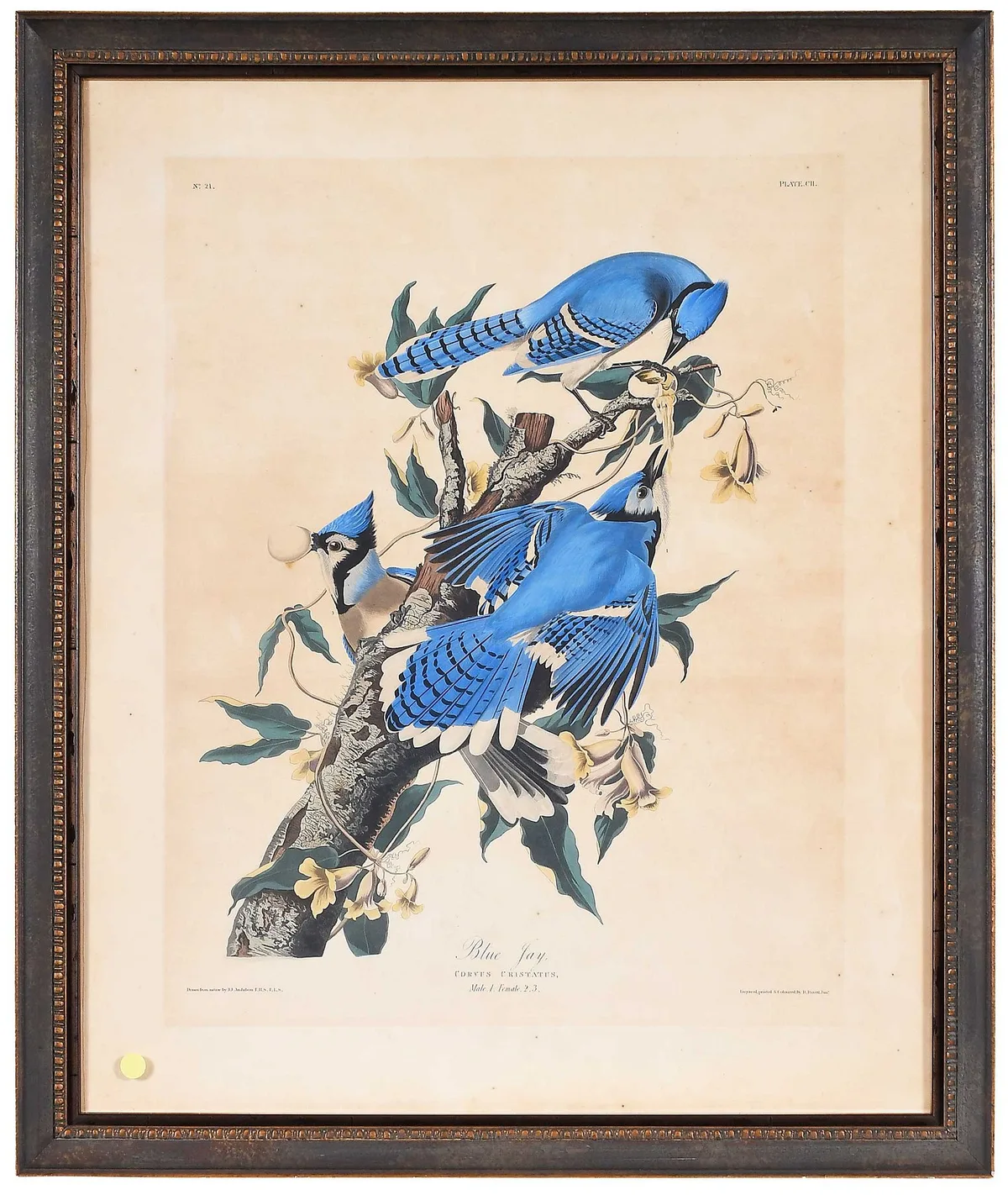 John James Audubon, Blue Jay, 1830, hand colored aquatint and engraving of wove paper with "J. Whatman 1830" watermark