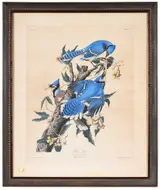 John James Audubon, Blue Jay