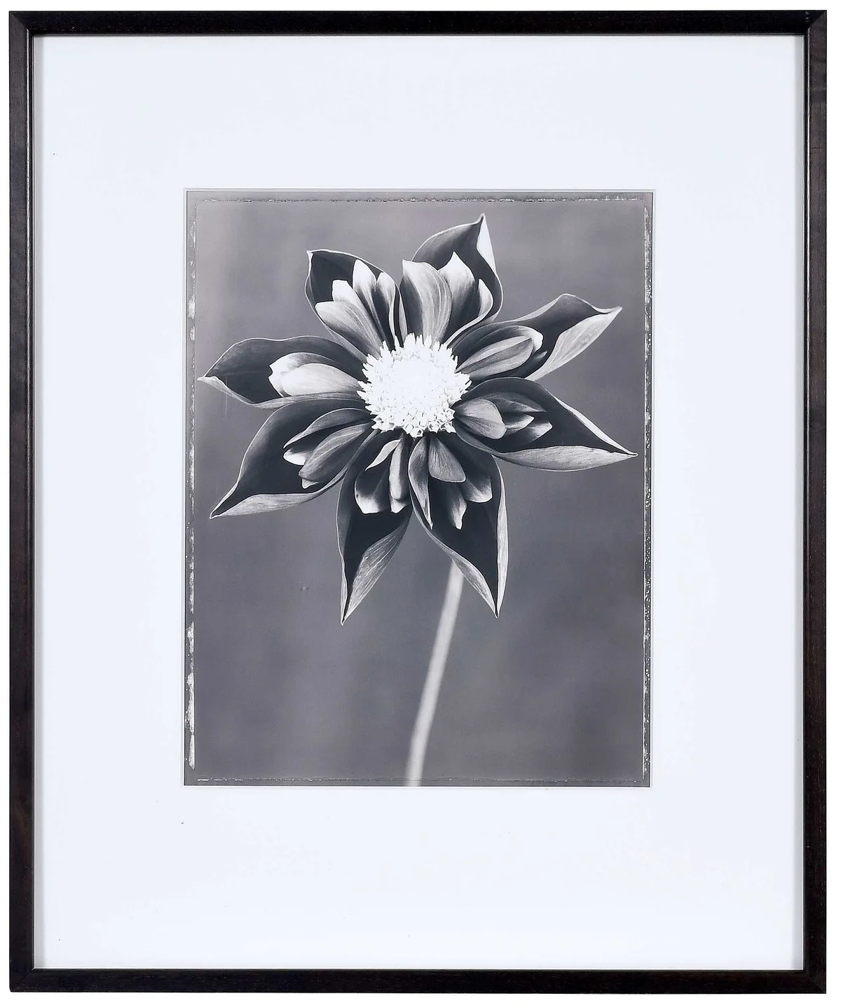 Ron van Dongen, Dahlia Collanette 'Mans', 2001, gelatin silver print