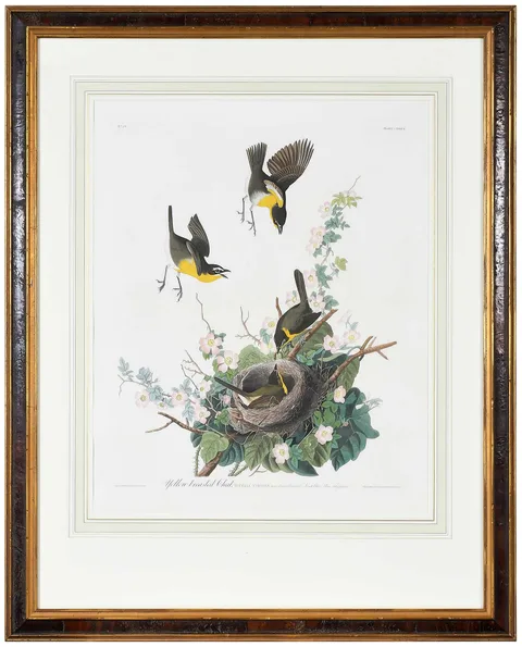 John James Audubon, Yellow-breasted Chat, 1827-1838, hand-colored etching