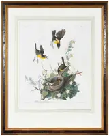 John James Audubon, Yellow-breasted Chat
