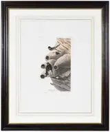 John James Audubon, Republican or Cliff Swallows