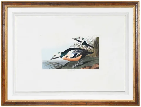 John James Audubon, Western Duck, 1827-1838, hand-colored etching