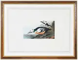 John James Audubon, Western Duck