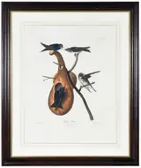 John James Audubon, Purple Martin