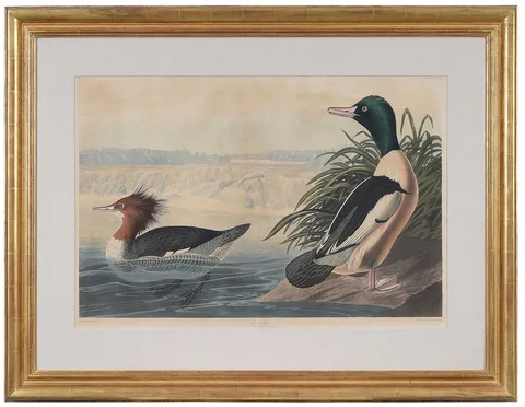 John James Audubon, Goosander, Cohoes Falls, State of New York, Bush Family Provenance, Plate CCCXXXI, 1836, from The Birds of America, London, 1827-1838, Havell edition, hand-colored etching, engraving and aquatint on wove paper with J. Whatman/1836" watermark