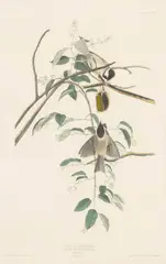 John James Audubon, Black-Capped Titmouse, from the Birds of America, 1833, Hand Colored Engraving on Paper