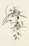 John James Audubon, Black-Capped Titmouse, from the Birds of America, 1833, Hand Colored Engraving on Paper