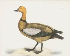 Prideaux John Selby, Ruddy Duck (Selby Duck), from Illustrations of British Ornithology, Hand Colored Engraving on Paper