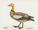 Prideaux John Selby, Ruddy Duck (Selby Duck), from Illustrations of British Ornithology, Hand Colored Engraving on Paper