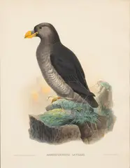 Joseph Wolf, Sagmatorrhina Lathami, 1868, Hand Colored Lithograph on Paper