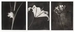 Floral Prints by Paul Taylor, Photogravures on Paper 20th Century, sold Sep 2026