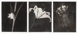 Paul Taylor, Floral Prints, Photogravures on Paper 20th Century