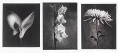 Floral Prints by Paul Taylor, Photogravures on Paper 20th Century, sold Sep 2026