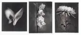 Paul Taylor, Floral Prints, Photogravures on Paper 20th Century
