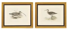 John Gould, Common Curlew; Slender Billed Curlew (from Birds of Europe), Lithographs with Hand Coloring on Paper