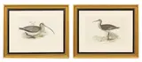 John Gould, Common Curlew; Slender Billed Curlew (from Birds of Europe), Lithographs with Hand Coloring on Paper