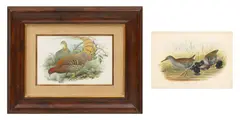 John Gould, Phasianus Scintillans; Rallus Aquaticus, Henry Constantine Richter, Lithograph with Handcoloring on Wove Paper