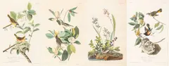 John James Audubon, Hand Colored Engravings with, Etching and Aquatint on Paper 'Field Sparrow; American Redstart; Maryland