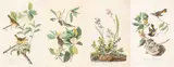 John James Audubon, Hand Colored Engravings with, Etching and Aquatint on Paper 'Field Sparrow; American Redstart; Maryland