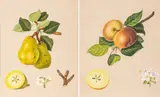 William Hooker, The Borsdorff Apple; the D'Auch Pear, 1817 Hand Colored Botanical Prints on Paper