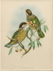 John Gould, Birds of Paradise, 1875-1888, Hand Colored Lithograph on Paper