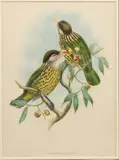 John Gould, Birds of Paradise, 1875-1888, Hand Colored Lithograph on Paper