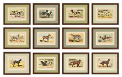 Paul Mahler, Les Chiens, Le Gibier Et Ses Ennemis, Offset Chromolithographs on Paper, Twelve Dogs from