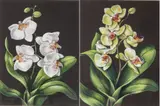Regina Engelhardt, Orchids, Pair of Watercolors and Gouache on Paper