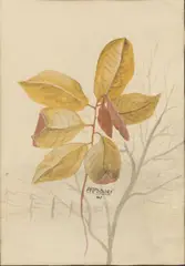Frederick Papsdorf, Sapling, 1961, Watercolor on Artist Board