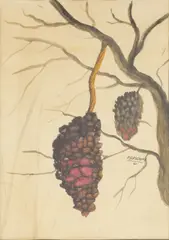 Frederick Papsdorf, Hornet Nests, 1961, Watercolor on Artist Board