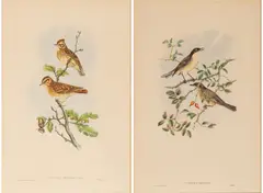 John Gould, Curruca Orphea and Alauda Arborea, circa 1862-73, and Henry Richter (English) Hand Colored Lithographs on Paper
